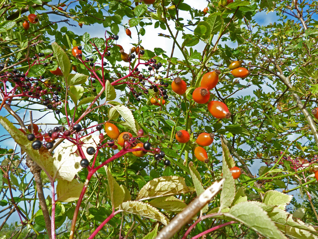 Hedgerow berries  by shirleybankfarm