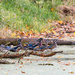 Wood Ducks by tosee