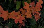 22nd Oct 2015 - Colors of Autumn 7