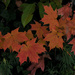 Colors of Autumn 7 by loweygrace
