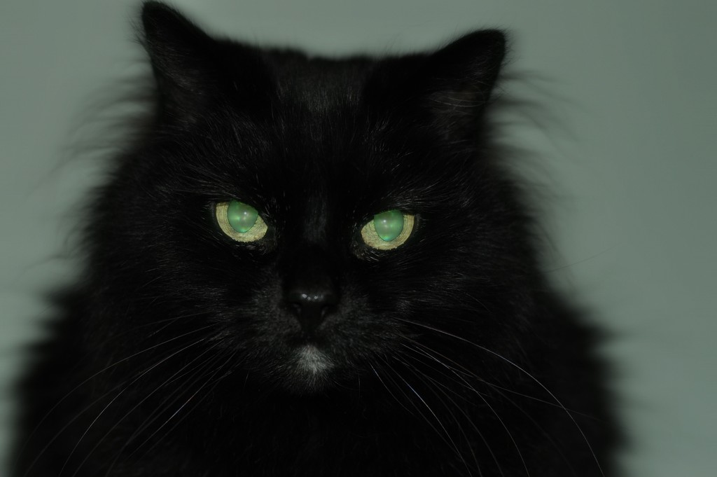 Spooky Black Cat! by dianen