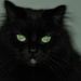 Spooky Black Cat! by dianen