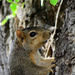 Squirrel by byrdlip