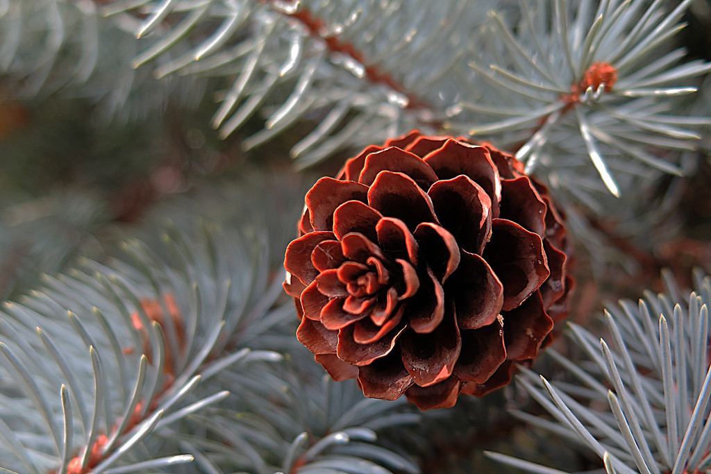 Pinecone and blue spruce! by fayefaye