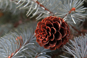 22nd Oct 2015 - Pinecone and blue spruce!