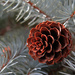 Pinecone and blue spruce! by fayefaye