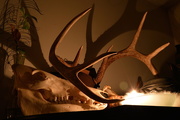 21st Oct 2015 - 12 skull and antler by candlelight