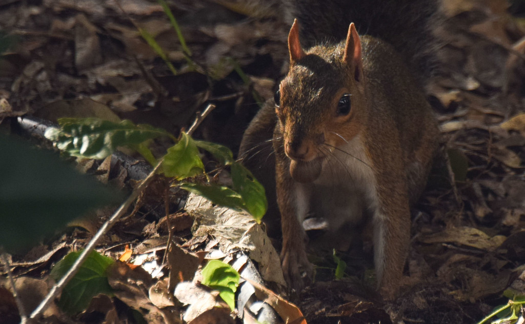 Squirrel with Nut, soon to be buried  by rickster549