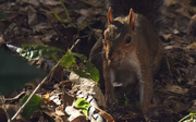 22nd Oct 2015 - Squirrel with Nut, soon to be buried 