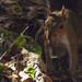 Squirrel with Nut, soon to be buried  by rickster549
