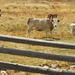 Longhorns by harbie
