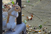21st Oct 2015 - Inquisitive Squirrel