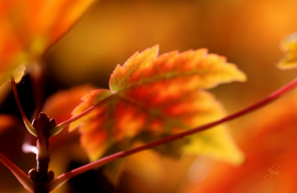 An Autumn Moment by lynnz