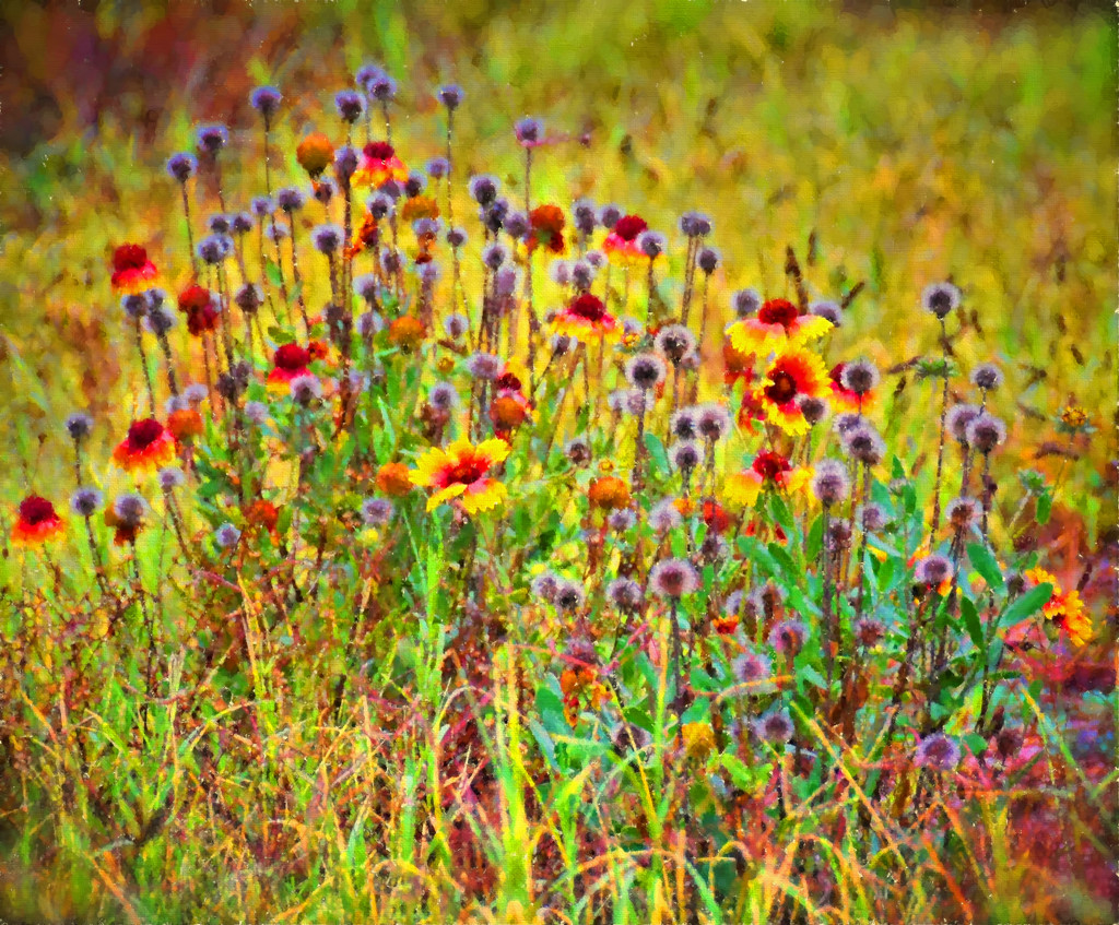 Wildflowers  by joysfocus