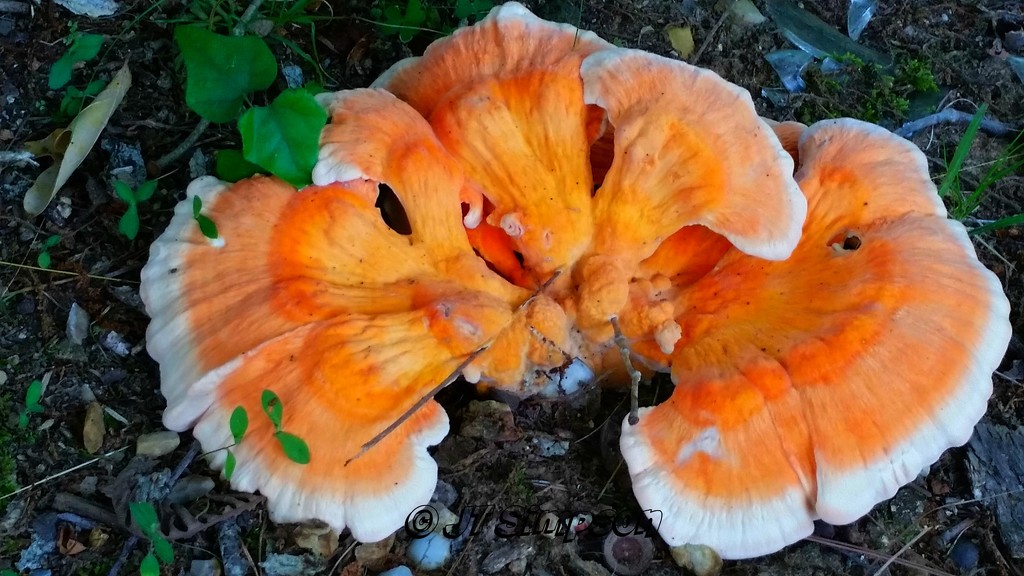 Fungus among us... by soylentgreenpics