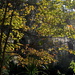 Autumn at Magnolia Gardens, Charleston, SC by congaree