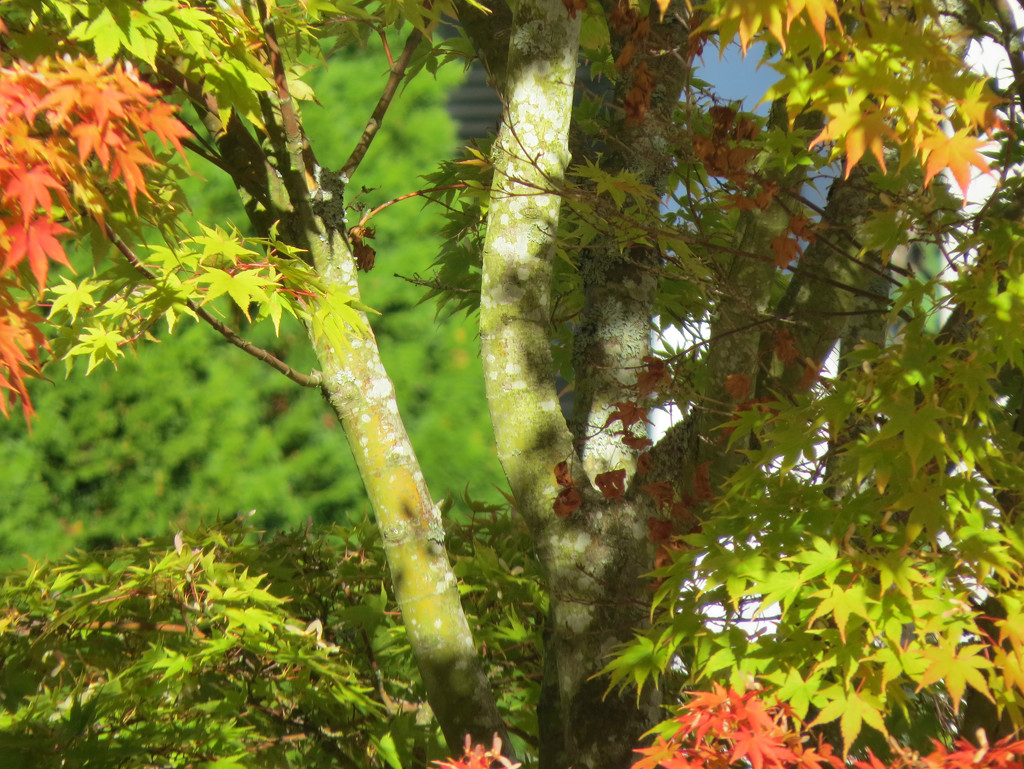 “Autumn...the year's last, loveliest smile."  by seattlite