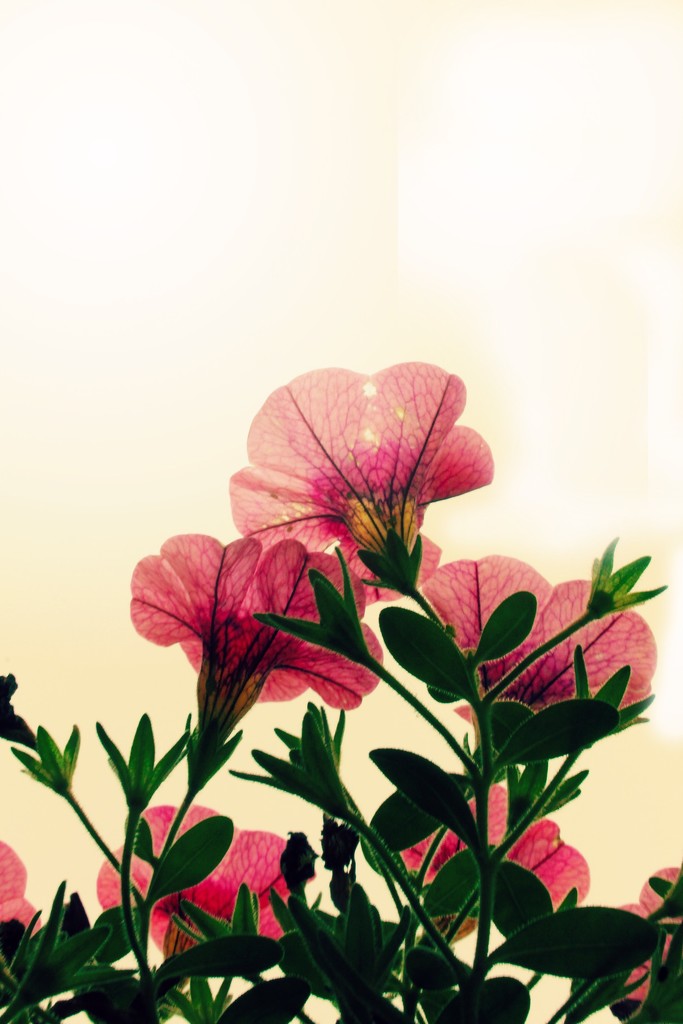 flowers by edie
