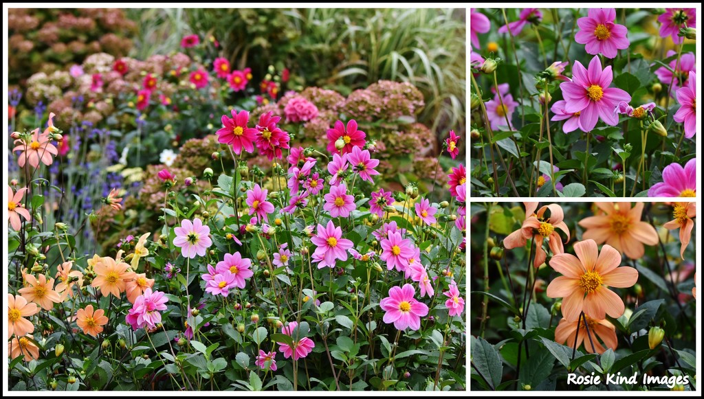 Flowers from my neighbour's garden by rosiekind