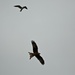 Red Kite & Gull(best on black) by padlock