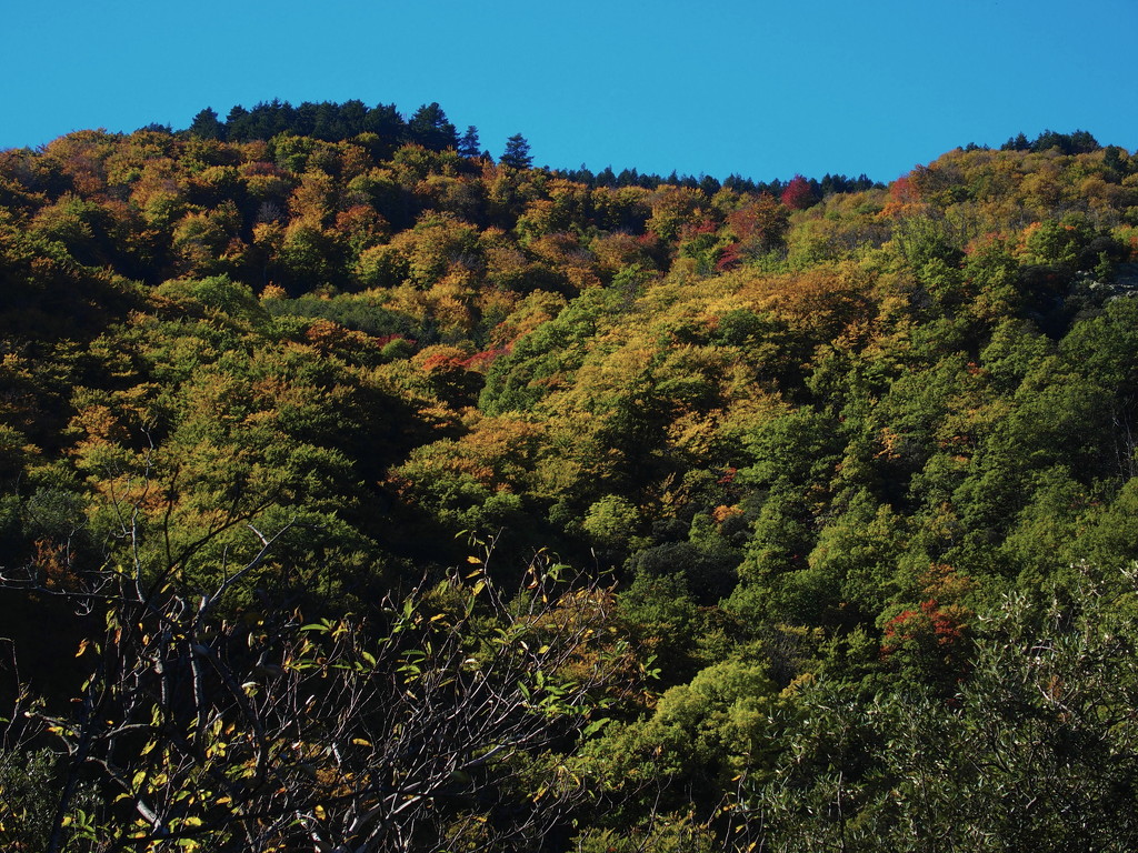 Autumn colours on the Pic d'Aurelle by laroque