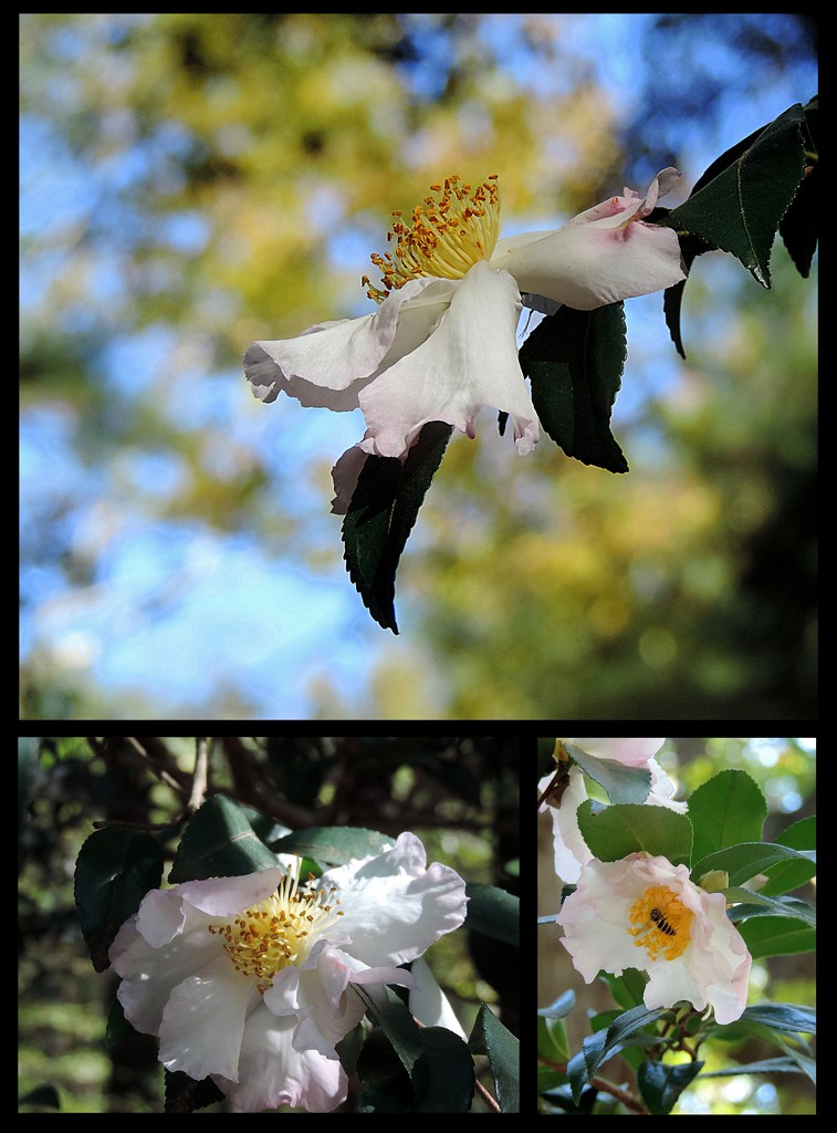 Blue skies, blossoms, bees and bokeh! by homeschoolmom