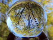 24th Oct 2015 - Giant birch tree in a ball!