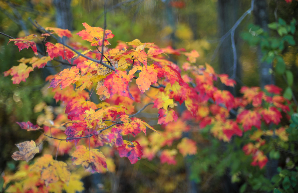 Colors of Autumn 8 by loweygrace
