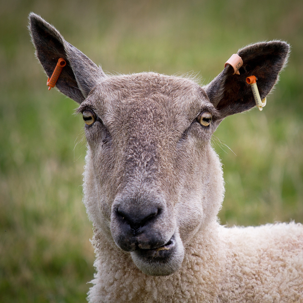 sheepy stare by jantan