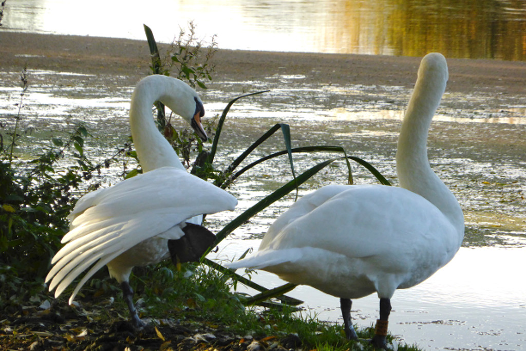 Two swans  by helenhall