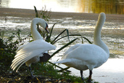 23rd Oct 2015 - Two swans 