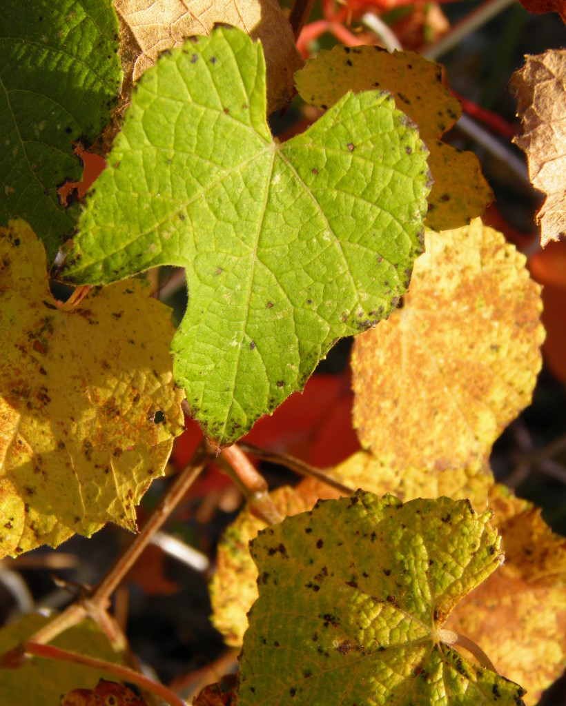 Grape Leaves in the Autumn by daisymiller