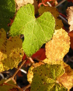 23rd Oct 2015 - Grape Leaves in the Autumn