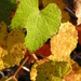 Grape Leaves in the Autumn by daisymiller