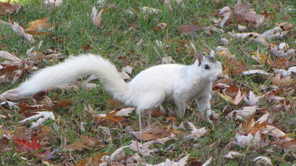 White Squirrels by 365projectorgkaty2