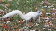 23rd Oct 2015 - White Squirrels