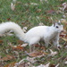 White Squirrels by 365projectorgkaty2