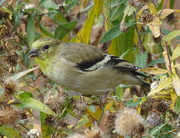 23rd Oct 2015 - American Goldfinch