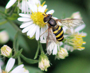 23rd Oct 2015 - Hoverfly