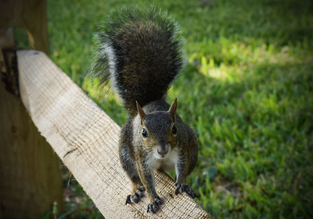 Squirrel on Fence Looking for Handouts by rickster549