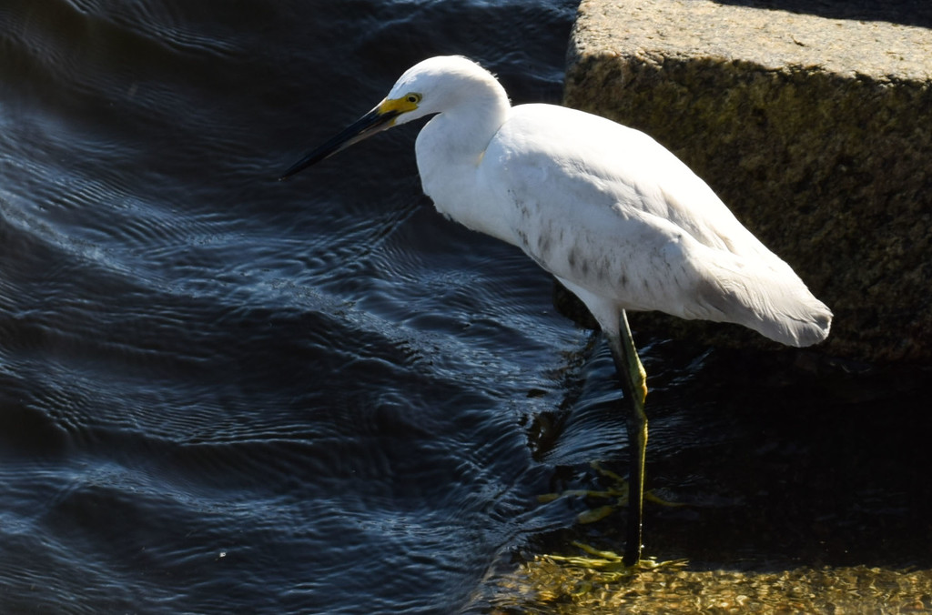 St Augustine Bird Looking for Minnows by rickster549