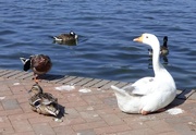 25th Oct 2015 - Goose and friends !