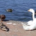 Goose and friends ! by beryl