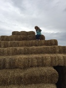 22nd Oct 2015 - Climbing the hay