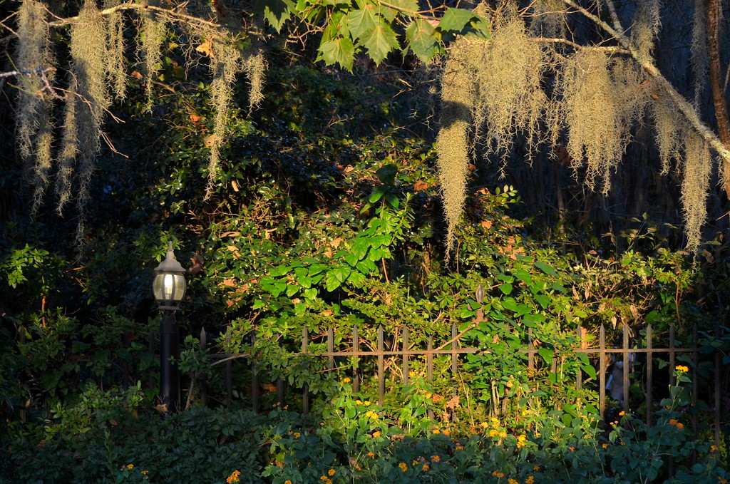 Golden afternoon light and Spanish moss, Magnolia Gardens, Charleston, SC by congaree