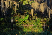 24th Oct 2015 - Golden afternoon light and Spanish moss, Magnolia Gardens, Charleston, SC