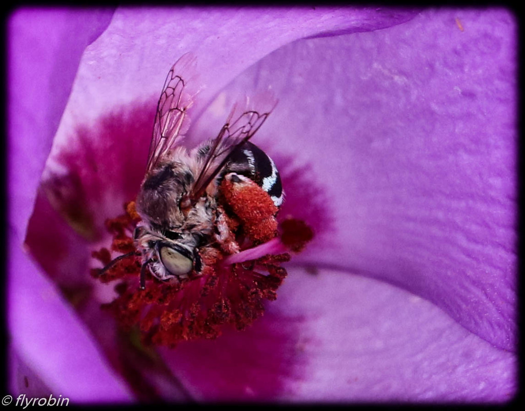 Bee covered in red pollen by flyrobin