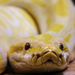 Albino Python by shepherdmanswife