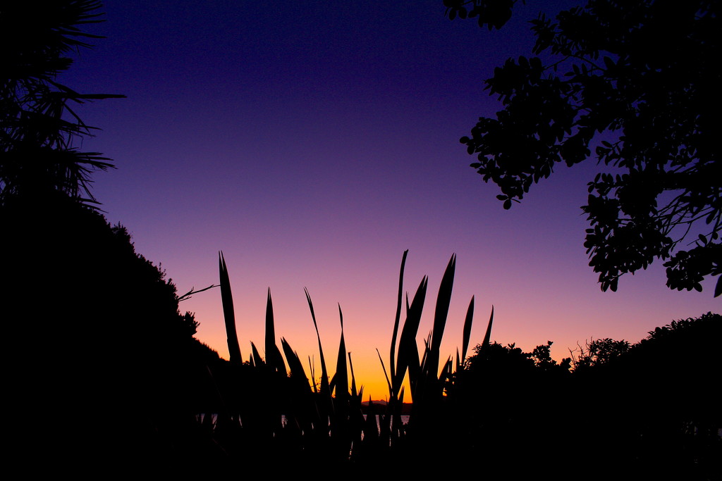 Silhouette sunset by kiwinanna