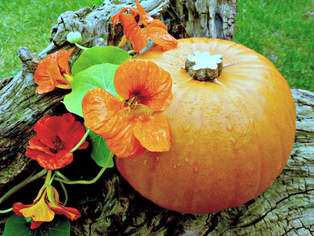 Autumn Orange by wendyfrost